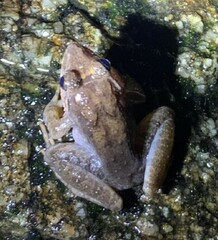 Limnonectes blythii