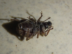 Otiorhynchus crataegi