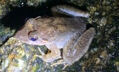 Limnonectes blythii