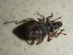 Otiorhynchus crataegi