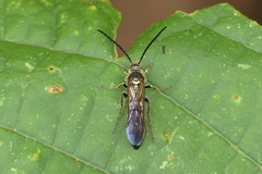 Campsomeriella