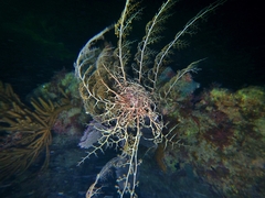 Astrophyton muricatum