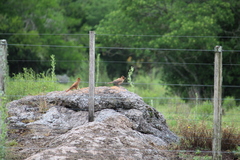 Pseudoseisura lophotes