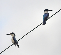 Todiramphus macleayii