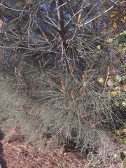 Pinus sabiniana