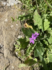Erodium malacoides