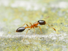 Monomorium floricola