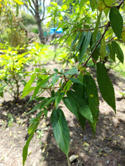 Boehmeria celtidifolia