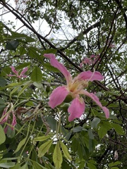 Ceiba speciosa
