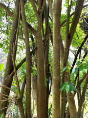 Boehmeria celtidifolia