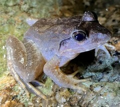 Limnonectes blythii