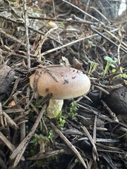 Pholiota velaglutinosa