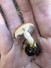 Pholiota velaglutinosa