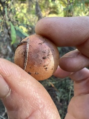 Pholiota velaglutinosa