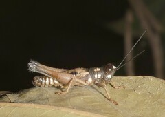 Episomacris pakitzae