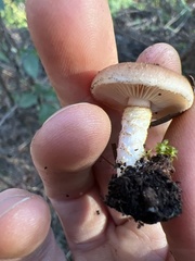 Pholiota velaglutinosa