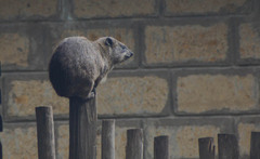 Procavia capensis