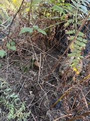 Pholiota velaglutinosa