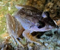 Limnonectes blythii