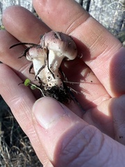 Pholiota velaglutinosa