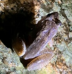 Limnonectes blythii