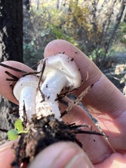 Pholiota velaglutinosa