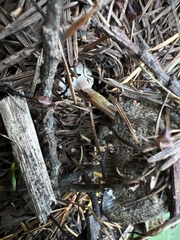 Coprinellus bipellis