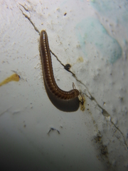 Brachyiulus
