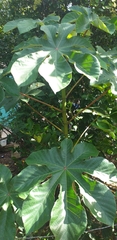 Cecropia peltata