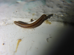 Brachyiulus