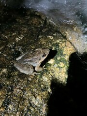 Limnonectes blythii