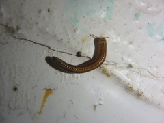 Brachyiulus