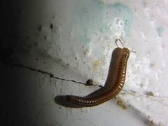 Brachyiulus