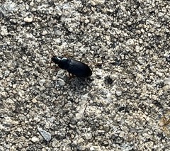 Harpalus pensylvanicus