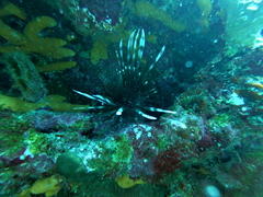 Pterois volitans