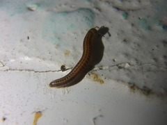 Brachyiulus