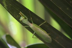 Rhombodera