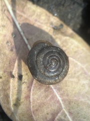 Triodopsis hopetonensis