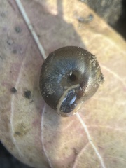 Triodopsis hopetonensis