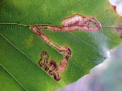 Stigmella hemargyrella