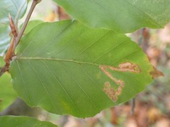 Stigmella hemargyrella