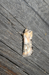 Pterotes eugenia