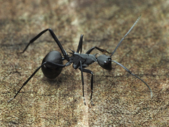 Polyrhachis abdominalis