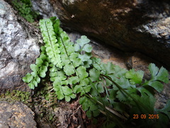 Asplenium adulterinum