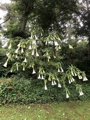 Brugmansia arborea