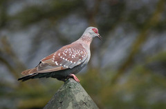 Columba guinea guinea