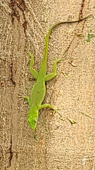 Anolis evermanni