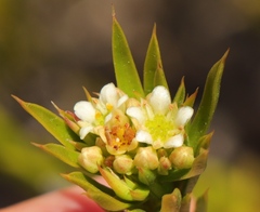 Diosma aristata