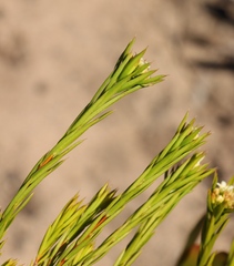 Diosma aristata