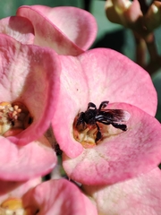 Frieseomelitta nigra